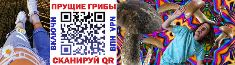 где можно купить   Гай  Псилоцибиновые грибы Cubensis 